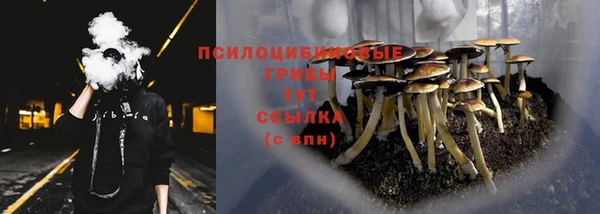 прущие грибы Балахна